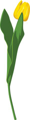 A stylized illustration of a single yellow tulip with green leaves and stem, isolated on a white background.