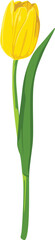 A single yellow tulip blossom with a green stem and leaf, isolated on a white background.