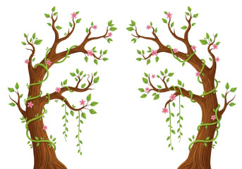 Obraz premium Ivy Plant Green Vine isolated on white background