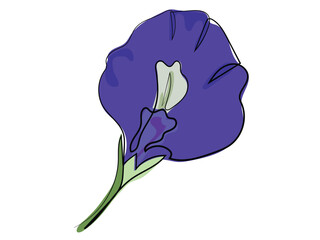 Butterfly pea flower in continuous line drawing