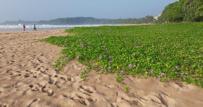 Beach Morning Glory (Ipomoea pes-caprae) Covering Tropical Sand Dunes with Purple Flowers