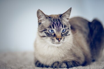 Portrait of a Thai tabby cat with blue eye lies on a white carpet. Portrait of a pedigreed cat in close-up.