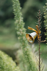 Golden Christmas Bell Hanging on Plant Branch