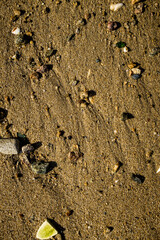 A close-up of fine golden sand with varied grains and a small shell fragment visible, highlighting natural beach textures.