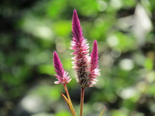 Close up of a pink thistle flower blooming in a summer wild meadow