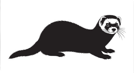 Ferret black and white vector illustration. domestic animal, weasel family, isolated mammal character art.