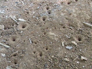 Ground surface texture background with many holes as insect houses