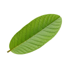 Obraz premium Single Vibrant Green Leaf with Prominent Veins Isolated on Black Background plant