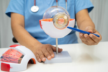 Asian doctor with eye human anatomy model for study diagnosis and treatment in hospital.