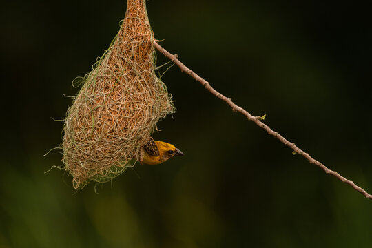 Baya weaver bird ready to fly out of  it's nest