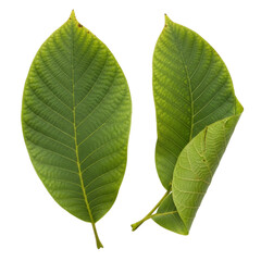 Obraz premium Two Green Walnut Leaves with Visible Veins on Black Background leaf nature