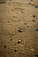 A close-up of sandy ground with small rocks and a visible animal paw print, capturing a moment of wildlife presence.