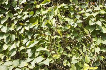 Fototapeta premium A dense cluster of heart-shaped green leaves from a climbing vine, with sunlight casting shadows through the foliage.
