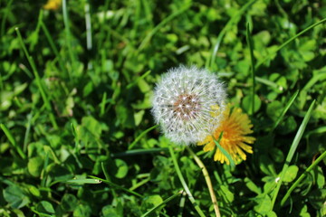 dandelion in the grass