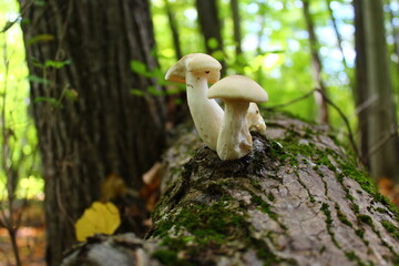 mushrooms in the forest