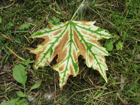 autumn leaf on the ground