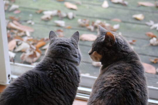 a gray cat and a tortoise calico cat