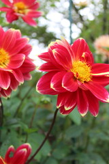 red and white dahlias