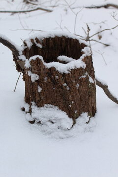 tree stump in snow