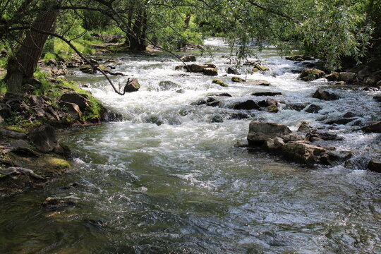 river in the forest