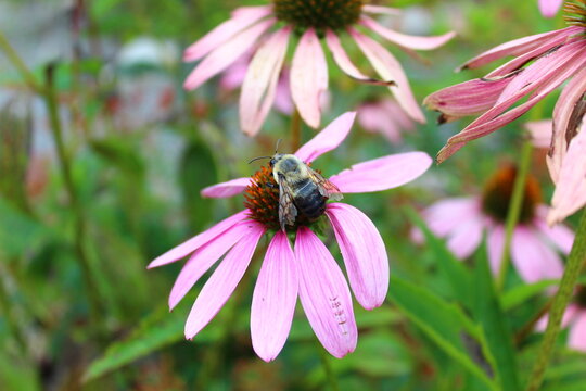 bee on pink flower