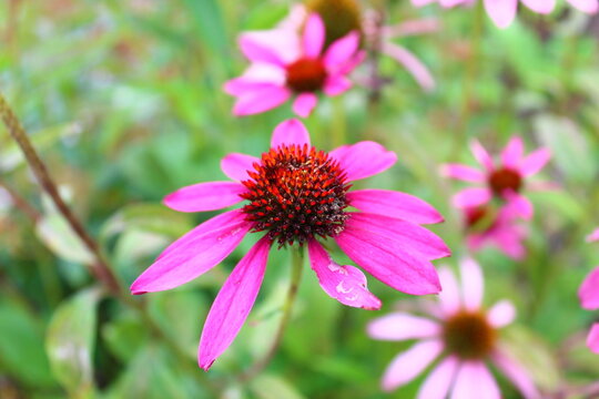 coneflower