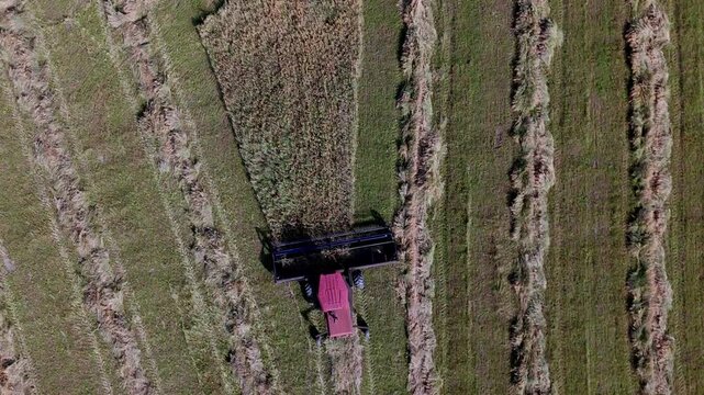 Cinematic Drone Tracking Shot of Wheat Harvest in Progress