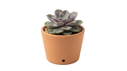 Vibrant Echeveria succulent with purple-green rosette leaves in terracotta pot isolated on transparent background