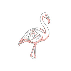 Stylized illustration of a graceful pink flamingo, featuring soft coloring and crisp black outlines on a pure white background.