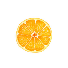 みかん　果物 断面　水彩 イラスト