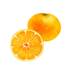 みかん　果物 断面　水彩 イラスト