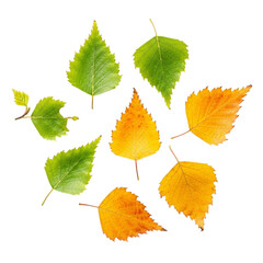 Fototapeta premium Assortment of Green and Yellow Birch Leaves on Black Background orange