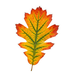 Fototapeta premium Autumn oak leaf with vibrant red, orange, and green colors on black background autumn leaf
