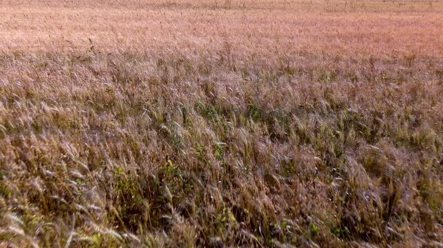 Slow Motion Barley Flyover