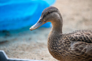 female mallard duck