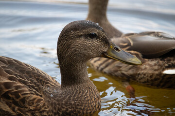 two ducks on a lake