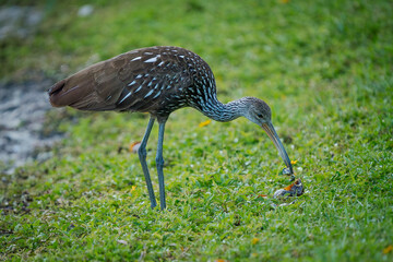 Limpkin eating a snail