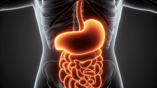 Detailed Render of Human Digestive System Anatomy of Stomach and Intestines Highlighted