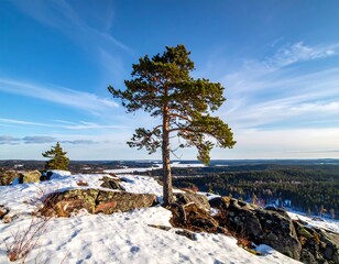 A lone evergreen tree on a snow-covered rocky summit