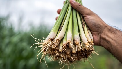 Freshly harvested lemongrass bundle held by hand, showcasing roots and green stalks