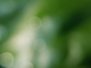Minimal green abstract bokeh with soft circular highlights and smooth gradients.