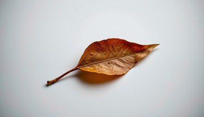Fototapeta premium A single dried leaf rests on a surface against a white background.
