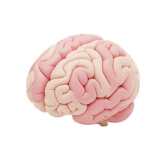 Anatomical model of the human brain sculpted from pink modeling clay for education