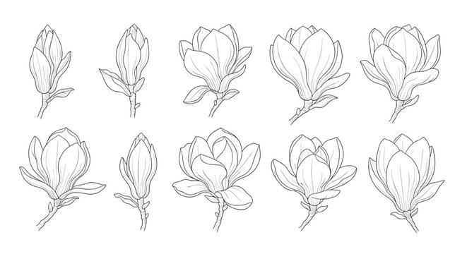 A collection of ten magnolia flowers and buds in various stages of blooming all in a delicate black and white line art style.