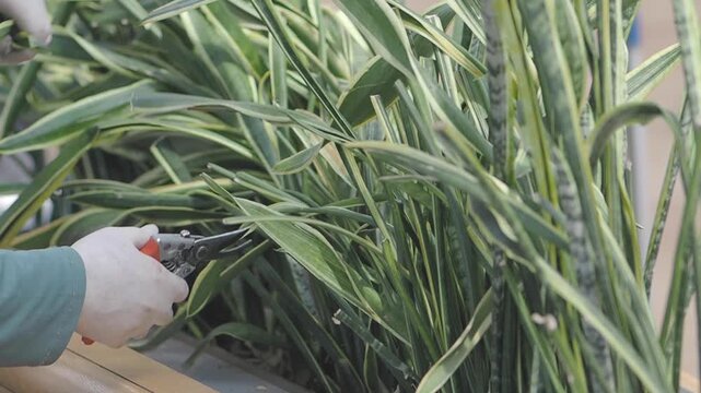 Trimming healthy snake plants for better growth