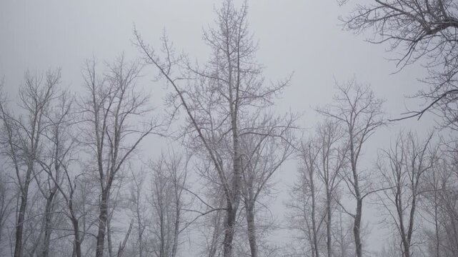 Row of tall leafless trees covered in frost stand in a misty open field under a pale grey winter sky, evoking calm and quiet cold atmosphere.