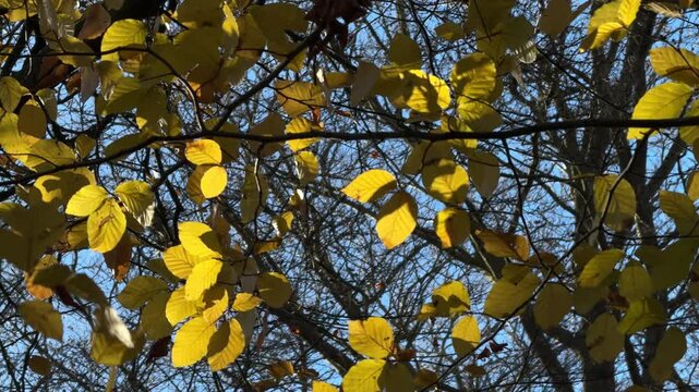 Beech tree leaves in full autumn colour blowing in a stiff wind on a sunny day, Worcestershire, England.