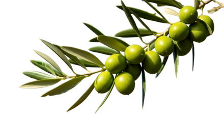 A fresh olive branch with a cluster of vibrant green olives and leaves, symbolizing peace and the Mediterranean diet, isolated on a white background