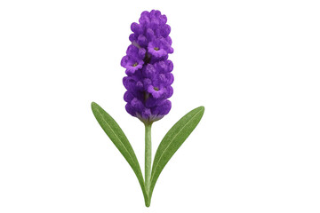 Fototapeta premium Purple lavender flower blooming, showing essential plant for aromatherapy and herbal medicine on transparent background