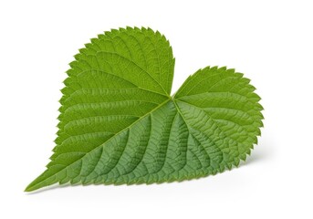 Vibrant green heart shaped leaf isolated on nature's symbol